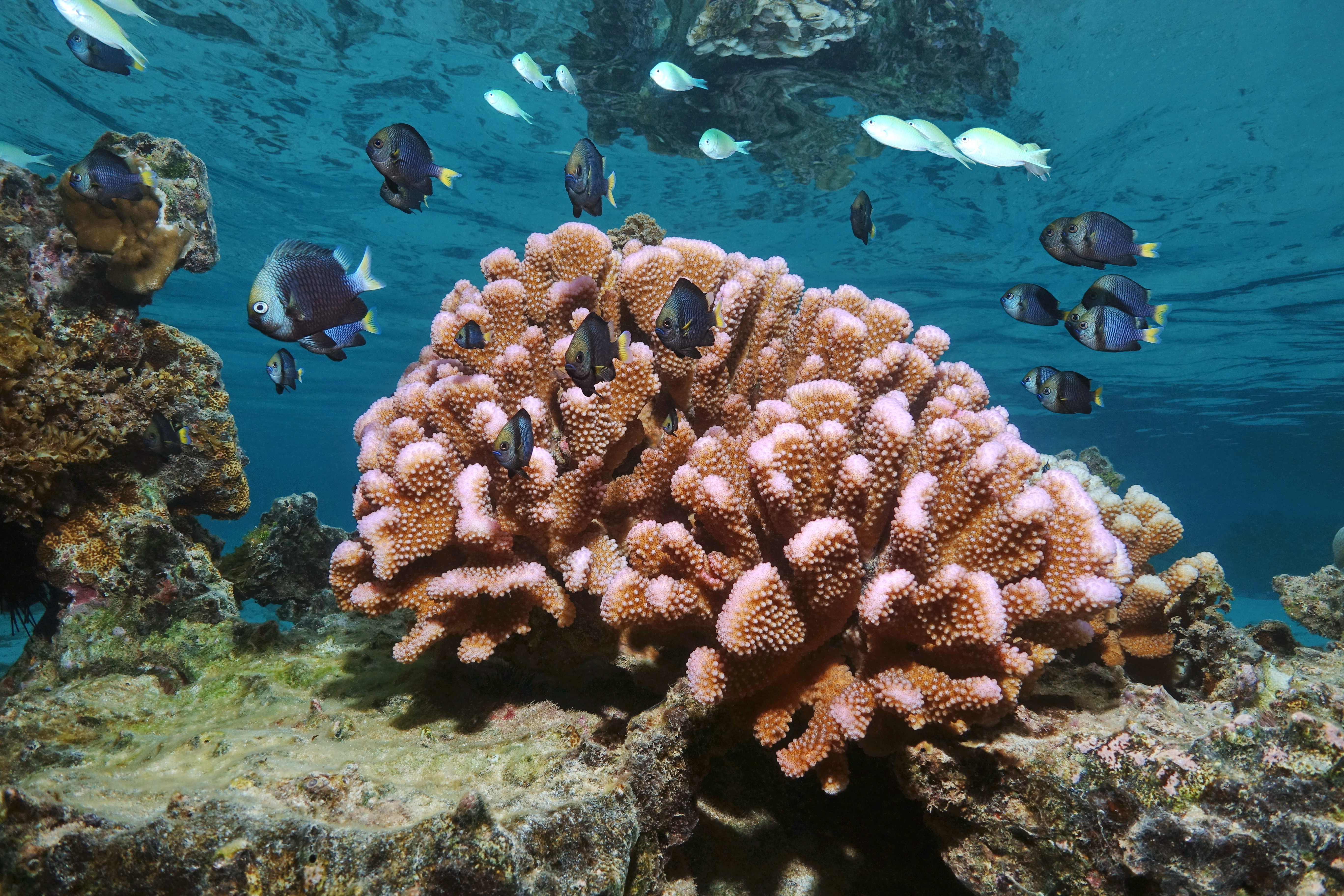 Coral reef ecosystem in Mo'orea