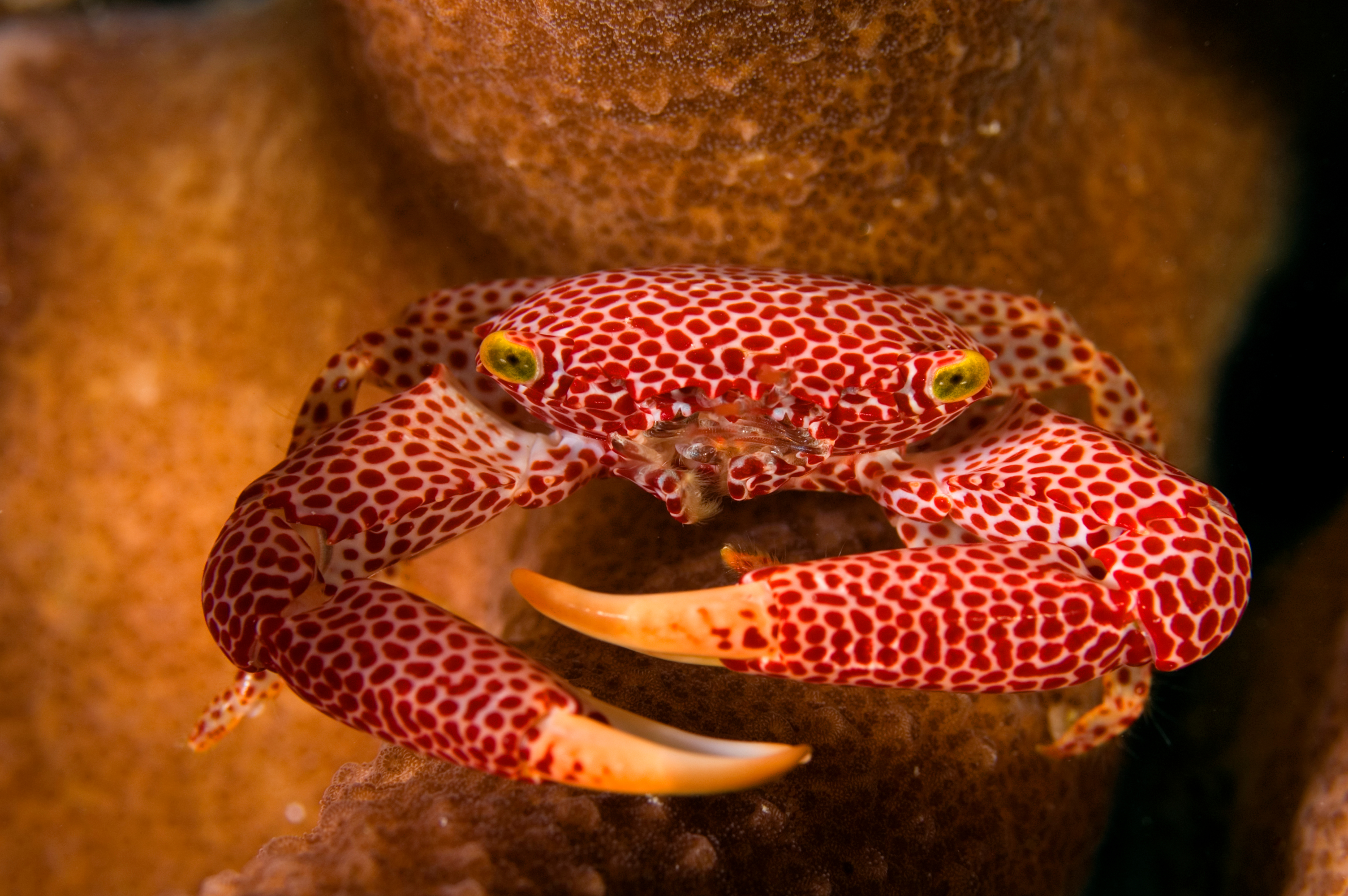 Red-spotted coral guard crab in macro detail
