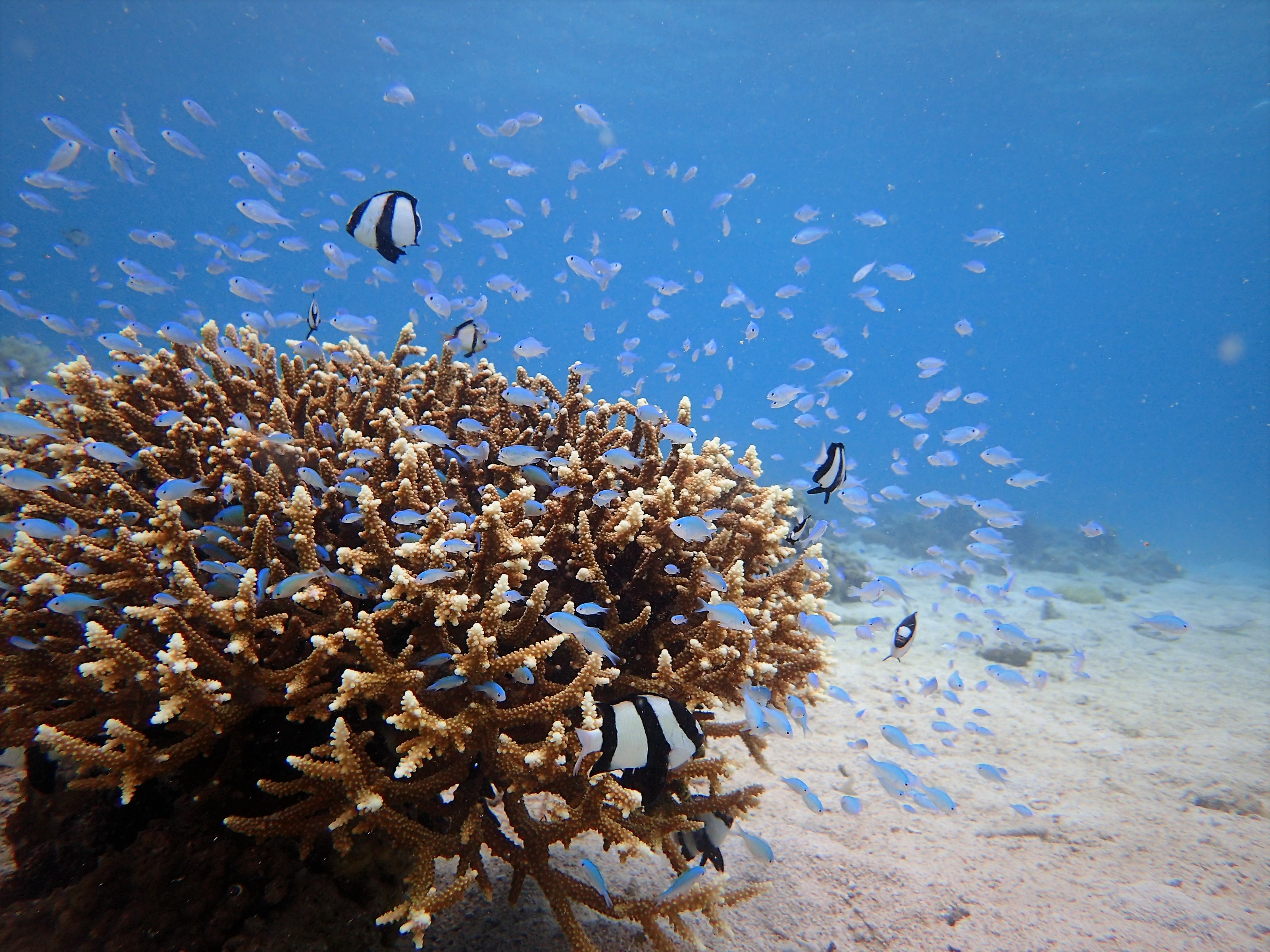 Pair of damselfish among Acropora coral branches