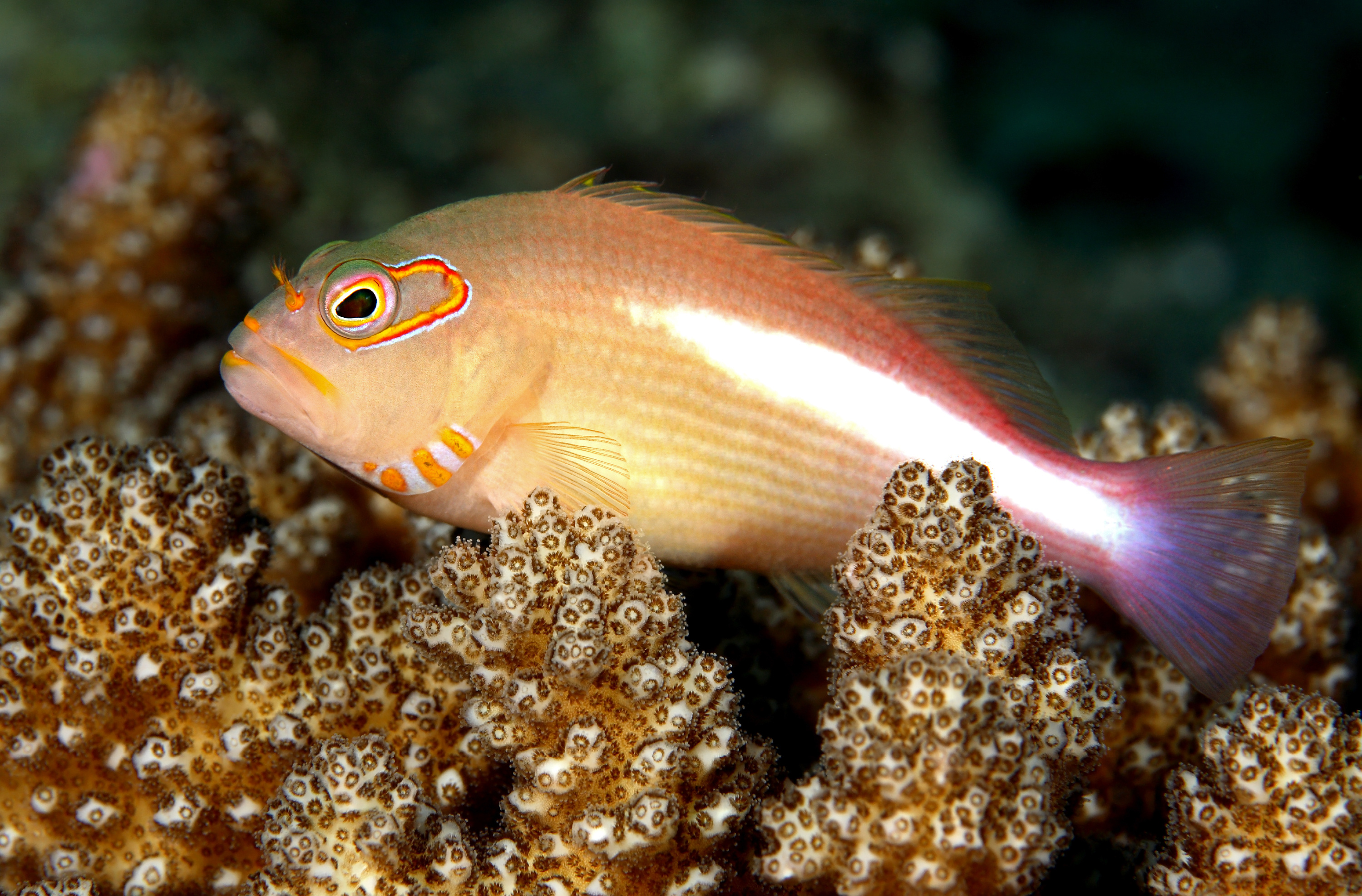 Hawkfish perched on branching coral