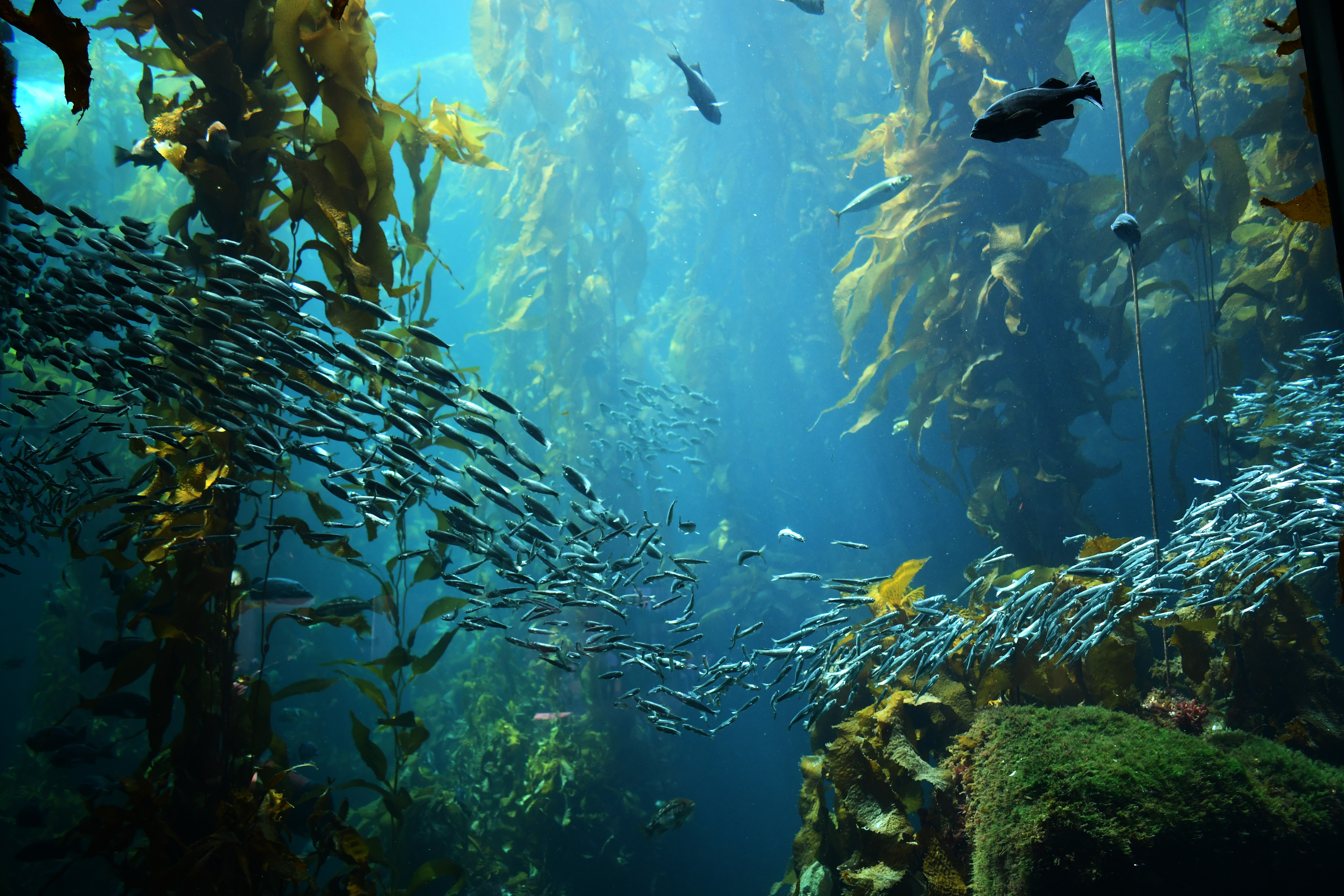 School of fish swimming through kelp forest