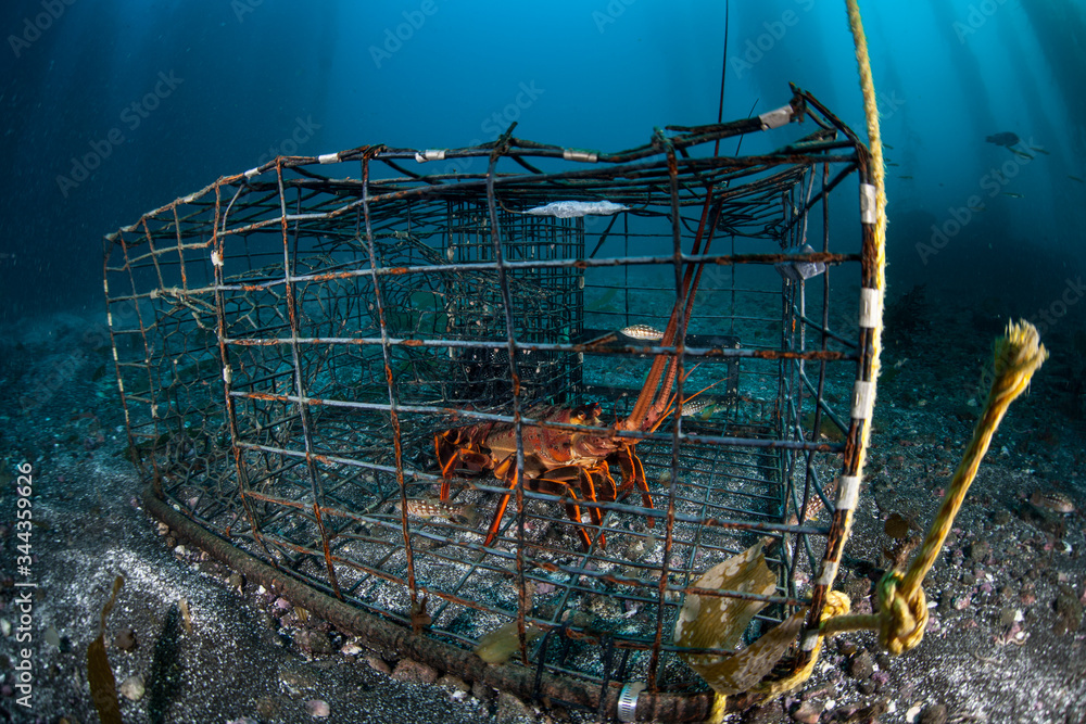 Spiny lobster in underwater trap