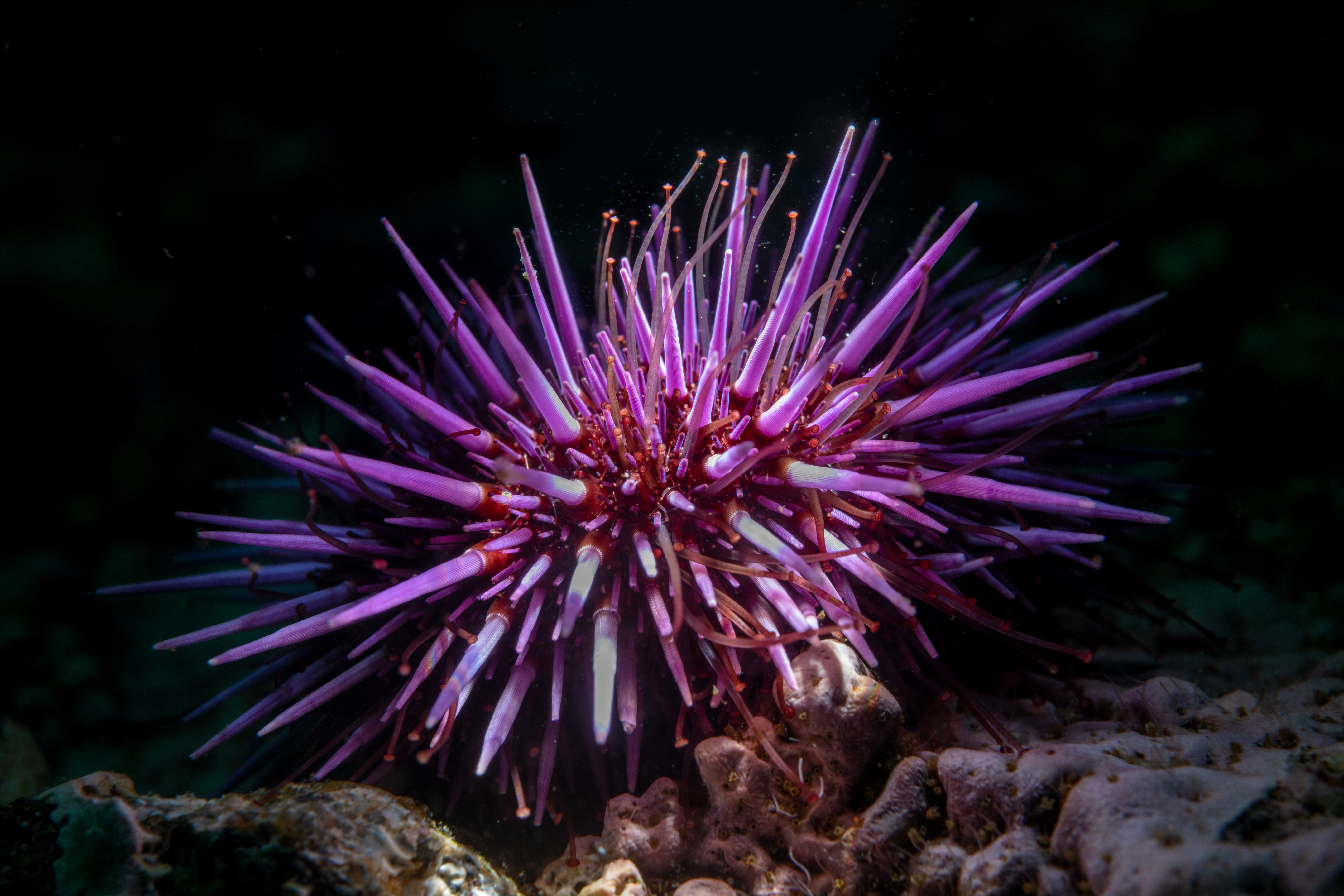 Purple sea urchin on rocky substrate