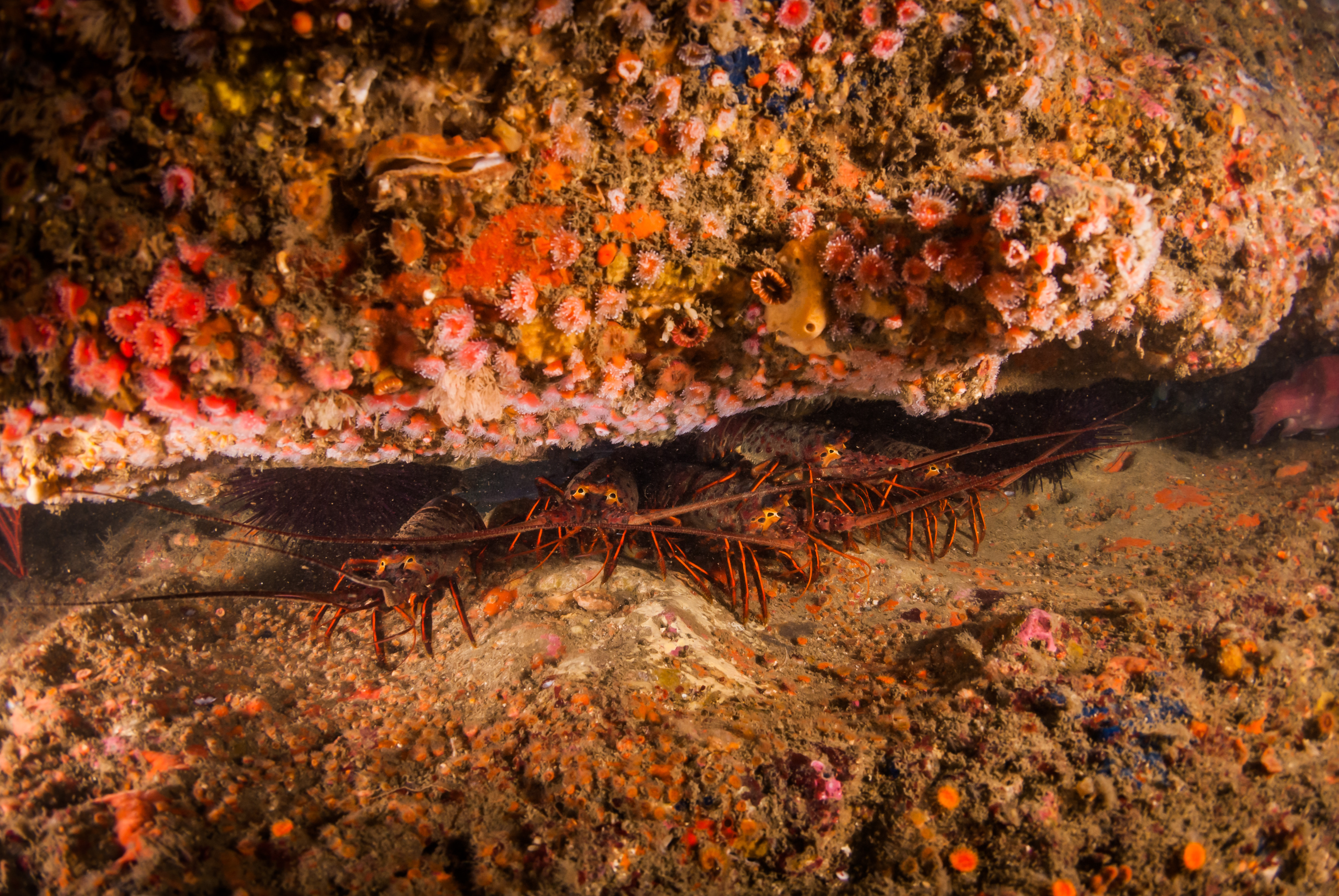 Group of spiny lobsters in a rocky reef hideout