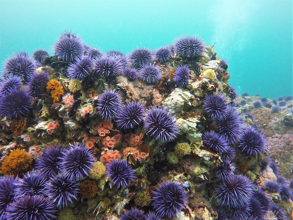 Urchin barren with denuded rocky reef